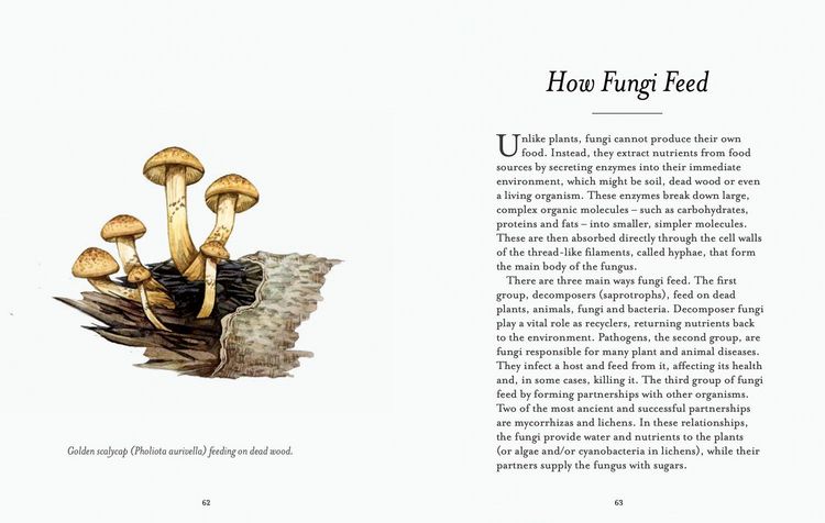 Produktbild: The Fungi Spotter's Guide