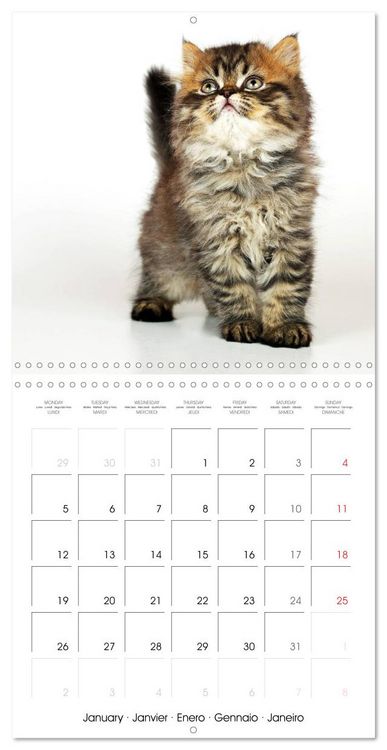 Produktbild: Persian Kittens (Wall Calendar 2026 12 &times; 12 Inch) CALVENDO 12 Month Wall Calendar