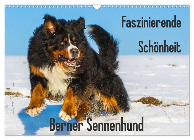 Produktbild: Faszinierende Sch&ouml;nheit Berner Sennenhund (Wandkalender 2026 DIN A3 quer), CALVENDO Monatskalender