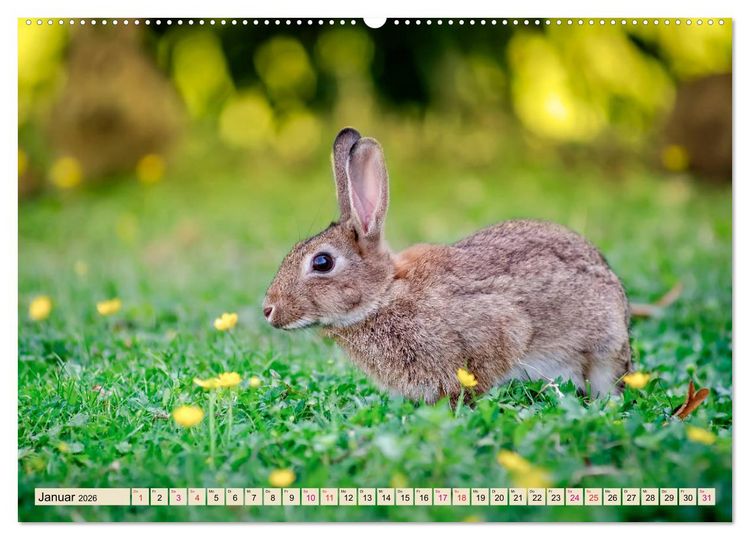 Produktbild: Feldhasen und Kaninchen (Wandkalender 2026 DIN A2 quer), CALVENDO Monatskalender