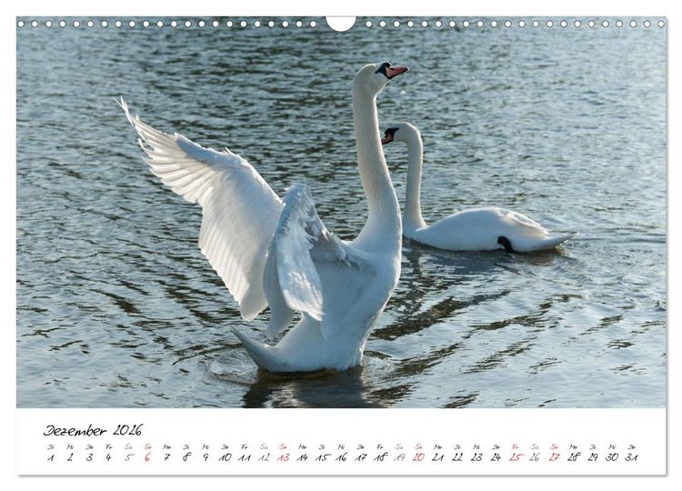 Produktbild: Ein Jahr mit den Schw&auml;nen (Wandkalender 2026 DIN A3 quer), CALVENDO Monatskalender