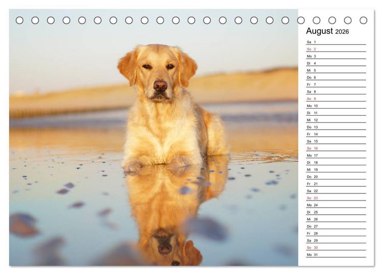 Produktbild: Goldig durch das Jahr! (Tischkalender 2026 DIN A5 quer), CALVENDO Monatskalender
