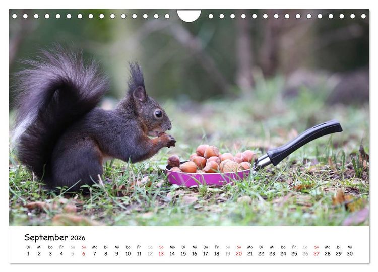Produktbild: Unsere Eichh&ouml;rnchen in Bayern (Wandkalender 2026 DIN A4 quer), CALVENDO Monatskalender
