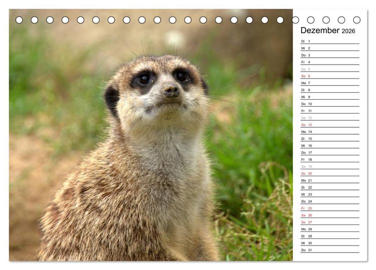 Produktbild: Erdm&auml;nnchen - Die Kobolde im Tierreich (Tischkalender 2026 DIN A5 quer), CALVENDO Monatskalender