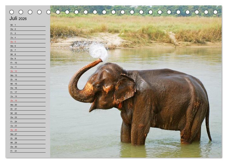 Produktbild: Elefanten. Spa&szlig; am Wasser (Tischkalender 2026 DIN A5 quer), CALVENDO Monatskalender