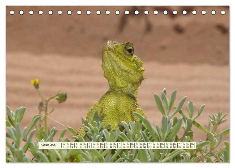 Produktbild: Reptilien des s&uuml;dlichen Afrikas (Tischkalender 2026 DIN A5 quer), CALVENDO Monatskalender