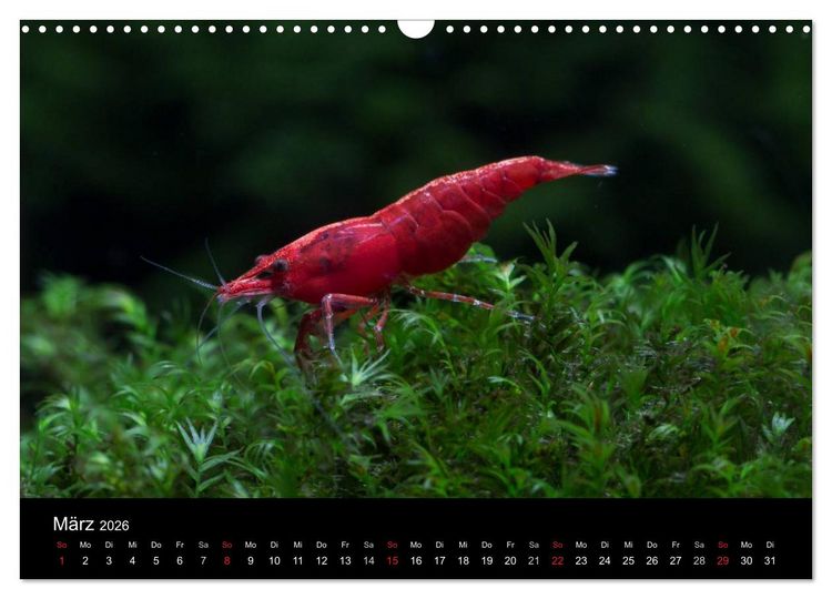 Produktbild: Zwerggarnelen - gepanzerte Juwelen im Aquarium (Wandkalender 2026 DIN A3 quer), CALVENDO Monatskalender
