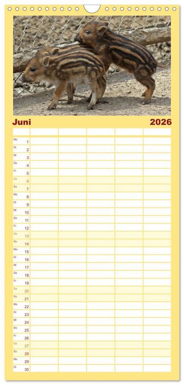 Produktbild: Familienplaner 2026 - Der Schweinekalender mit 5 Spalten (Wandkalender, 21 x 45 cm) CALVENDO