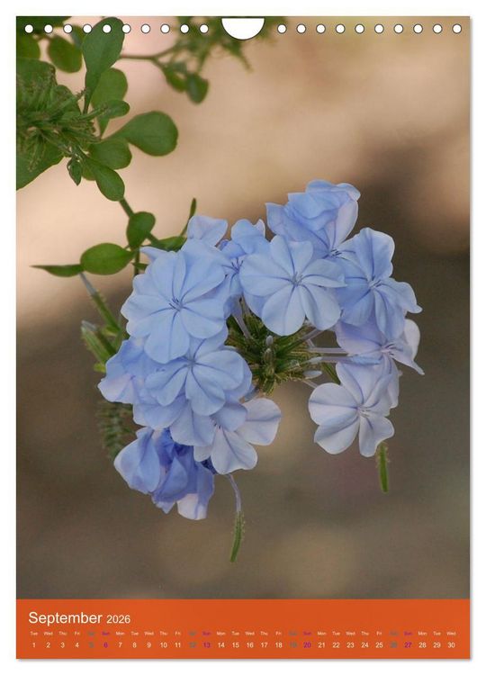 Produktbild: Mexican Garden Flowers - Aguascalientes (Wall Calendar 2026 DIN A4 portrait), CALVENDO 12 Month Wall Calendar