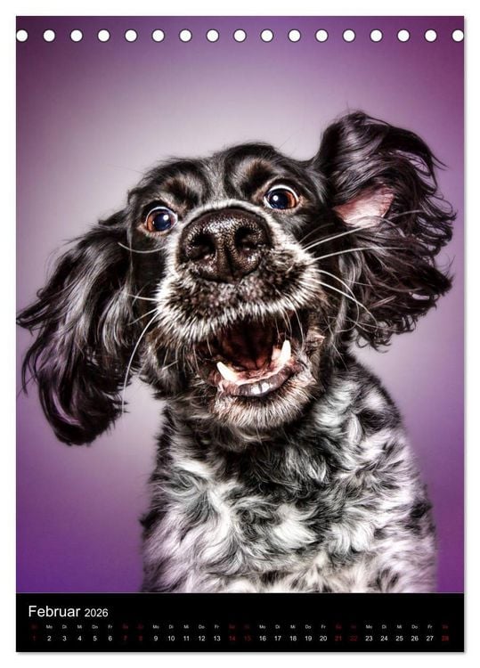 Produktbild: Funny Faces - Lustige Hundebilder (Tischkalender 2026 DIN A5 hoch), CALVENDO Monatskalender