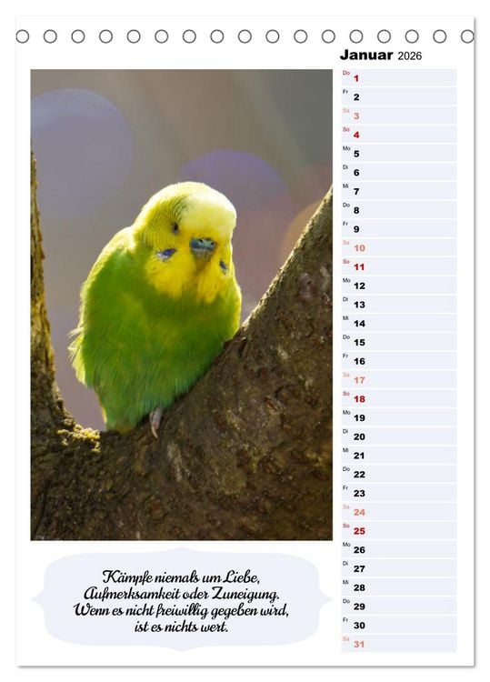 Produktbild: Niedliche Wellensittiche (Tischkalender 2026 DIN A5 hoch), CALVENDO Monatskalender