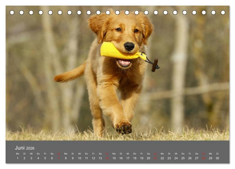 Produktbild: Chesley Kleiner Hund grosse Abenteuer (Tischkalender 2026 DIN A5 quer), CALVENDO Monatskalender