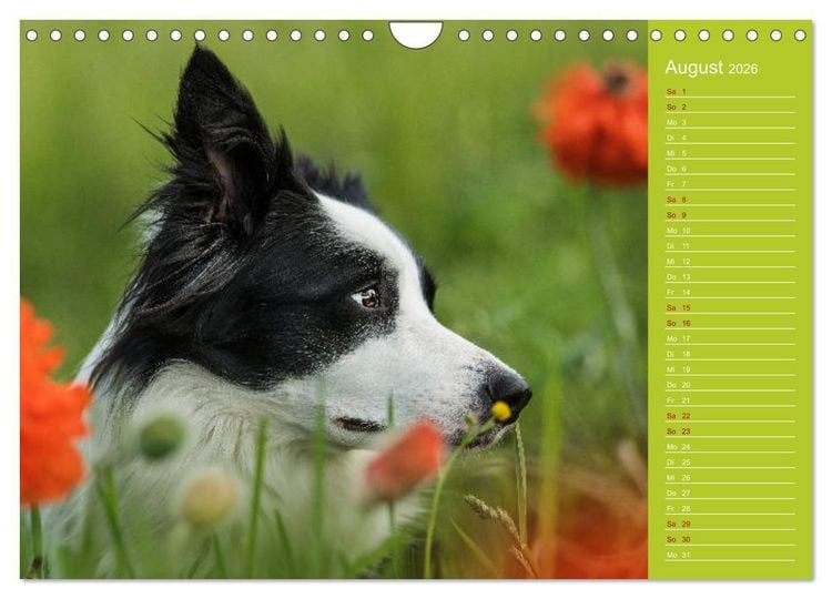 Produktbild: Border Collies - nicht nur schwarzwei&szlig; (Wandkalender 2026 DIN A4 quer), CALVENDO Monatskalender