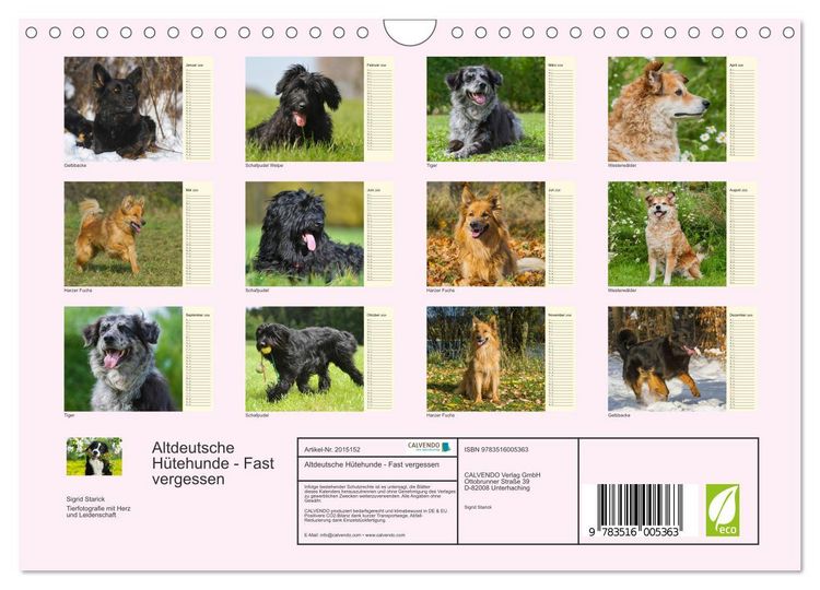 Produktbild: Altdeutsche H&uuml;tehunde - Fast vergessen (Wandkalender 2026 DIN A4 quer), CALVENDO Monatskalender