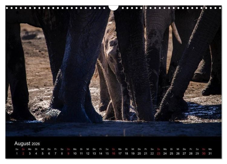 Produktbild: Elefanten - Die sanften Riesen Afrikas (Wandkalender 2026 DIN A3 quer), CALVENDO Monatskalender