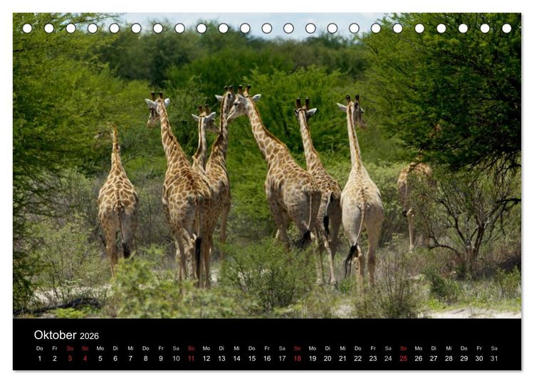 Produktbild: Giraffen &ndash; Faszination der Wildnis (Tischkalender 2026 DIN A5 quer), CALVENDO Monatskalender