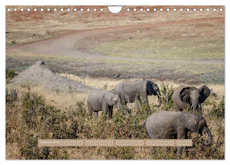 Produktbild: Afrikas Tierwelt - Wilde Elefanten (Wandkalender 2026 DIN A4 quer), CALVENDO Monatskalender