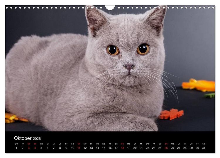 Produktbild: Britisch Kurzhaar Katzen (Wandkalender 2026 DIN A3 quer), CALVENDO Monatskalender