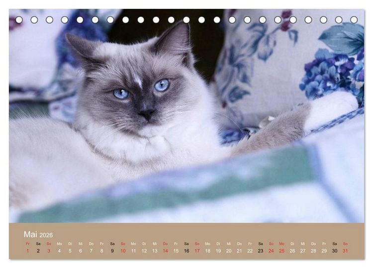 Produktbild: Verliebt in Ragdolls ... die sanfte Katzenrasse (Tischkalender 2026 DIN A5 quer), CALVENDO Monatskalender