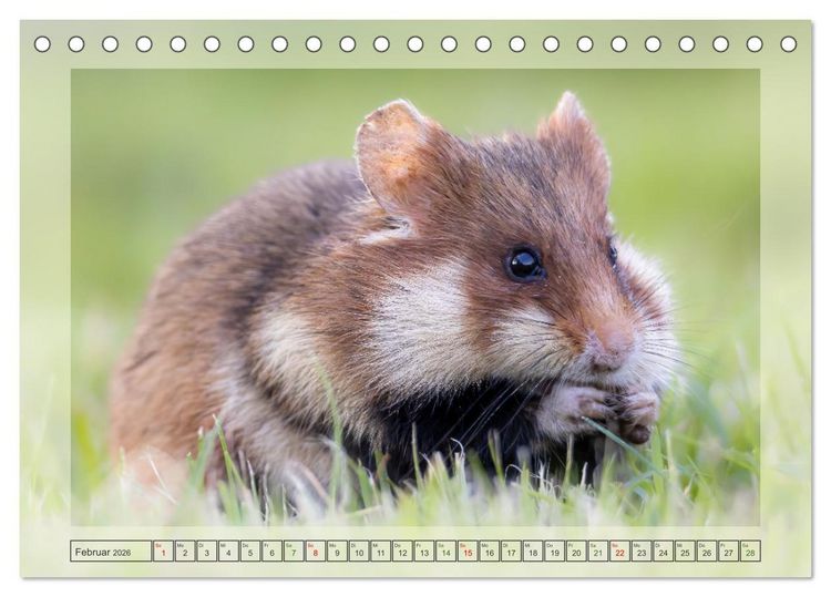 Produktbild: S&uuml;&szlig;e Nager (Tischkalender 2026 DIN A5 quer), CALVENDO Monatskalender
