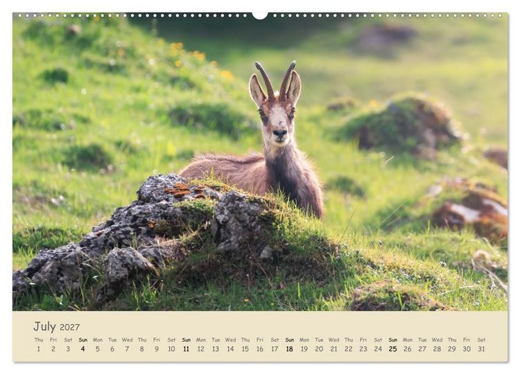 Produktbild: Wild encounters &ndash; Moments in the heart of nature (High Quality Premium Wall Calendar 2027 DIN A2 landscape),CALVENDO 12 Month Wall Calendar