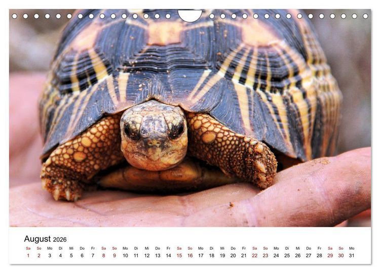 Produktbild: Tiere Madagaskars (Wandkalender 2026 DIN A4 quer), CALVENDO Monatskalender
