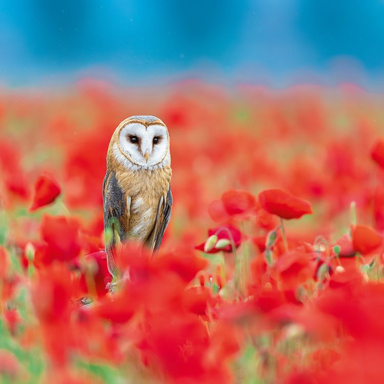 Produktbild: Magic Owls 2024
