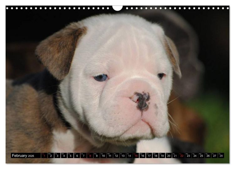 Produktbild: Bulldogs - Old English Bulldog Puppies (Wall Calendar 2026 DIN A3 landscape), CALVENDO 12 Month Wall Calendar