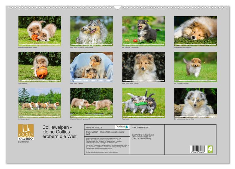 Produktbild: Colliewelpen - kleine Collies erobern die Welt (Wandkalender 2026 DIN A2 quer), CALVENDO Monatskalender