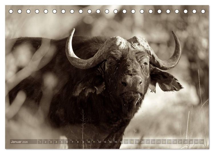 Produktbild: Botswana &ndash; Impressionen aus Afrika (Tischkalender 2026 DIN A5 quer), CALVENDO Monatskalender