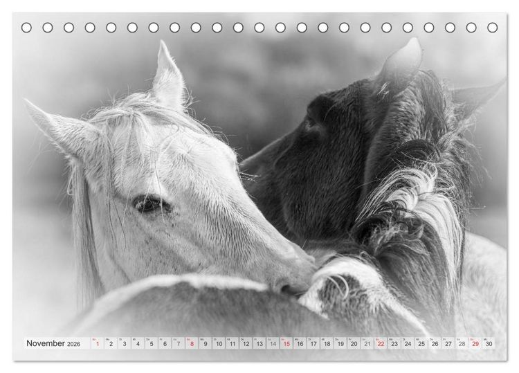 Produktbild: Emotionale Momente: Wei&szlig;e Pferde in schwarzwei&szlig;. (Tischkalender 2026 DIN A5 quer), CALVENDO Monatskalender