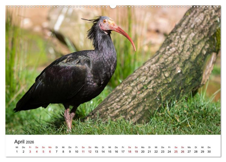 Produktbild: Der Waldrapp - Ein skurriler Vogel (Wandkalender 2026 DIN A2 quer), CALVENDO Monatskalender