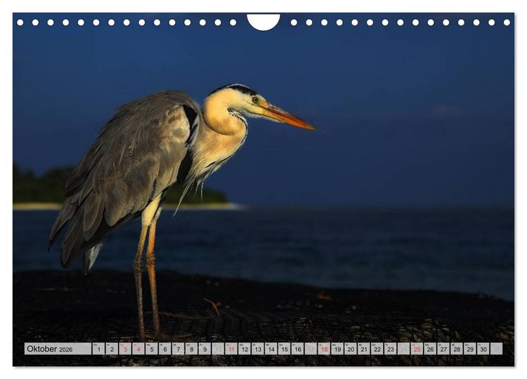 Produktbild: MALEDIVEN (Wandkalender 2026 DIN A4 quer), CALVENDO Monatskalender