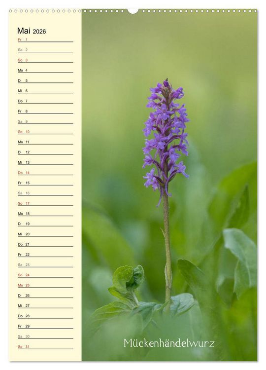 Produktbild: Wildwachsende Orchideen in Bayern (Wandkalender 2026 DIN A2 hoch), CALVENDO Monatskalender