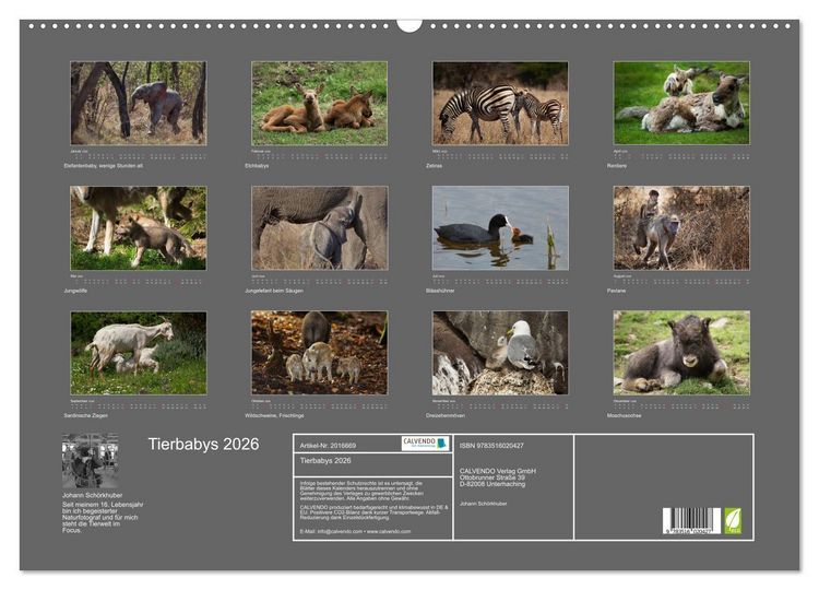 Produktbild: Tierbabys 2026 (Wandkalender 2026 DIN A2 quer), CALVENDO Monatskalender