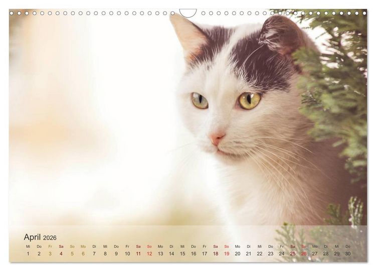 Produktbild: Katzen 2026 Bezaubernde Samtpfoten (Wandkalender 2026 DIN A3 quer), CALVENDO Monatskalender