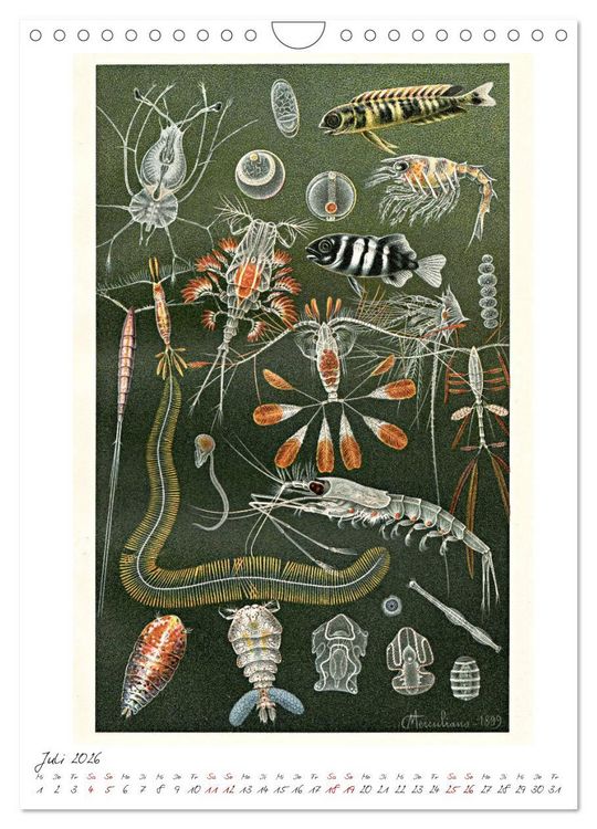 Produktbild: Formenspiele der Evolution. Chromolithographien des 19. Jahrhunderts (Wandkalender 2026 DIN A4 hoch), CALVENDO Monatskalender