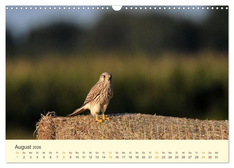 Produktbild: Im Revier der Falken (Wandkalender 2026 DIN A3 quer), CALVENDO Monatskalender