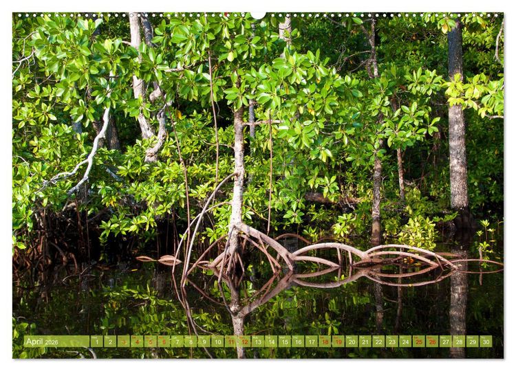 Produktbild: Mangroves - Valuable Habitat (High Quality Premium Wall Calendar 2026 DIN A2 landscape),CALVENDO 12 Month Wall Calendar