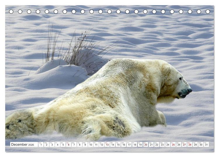 Produktbild: Wildlife of the Tundra (Desk Calendar 2026 DIN A5 landscape), CALVENDO 12 Month DeskCalendar