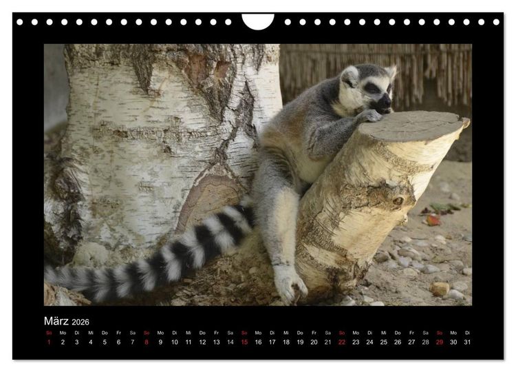 Produktbild: Bitte nicht st&ouml;ren... hier tr&auml;umen Tiere (Wandkalender 2026 DIN A4 quer), CALVENDO Monatskalender