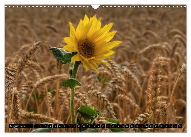 Produktbild: Zeit f&uuml;r Sonnenblumen (Wandkalender 2026 DIN A3 quer), CALVENDO Monatskalender