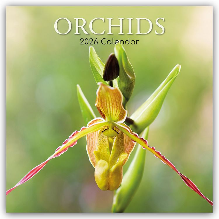 Produktbild: Orchids – Orchideen 2026 – 16-Monatskalender