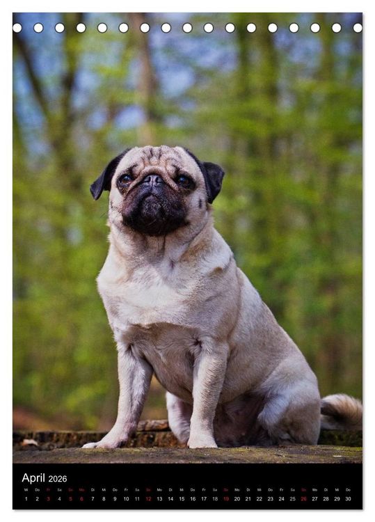 Produktbild: Das Mops-Jahr 2026 (Tischkalender 2026 DIN A5 hoch), CALVENDO Monatskalender