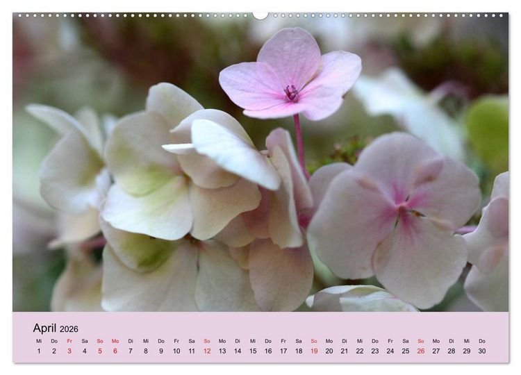 Produktbild: Hortensien Bl&uuml;hen und Vergehen (hochwertiger Premium Wandkalender 2026 DIN A2 quer), Kunstdruck in Hochglanz