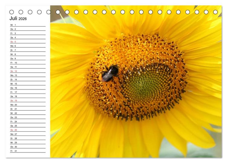 Produktbild: Sonnenblumen Impressionen (Tischkalender 2026 DIN A5 quer), CALVENDO Monatskalender