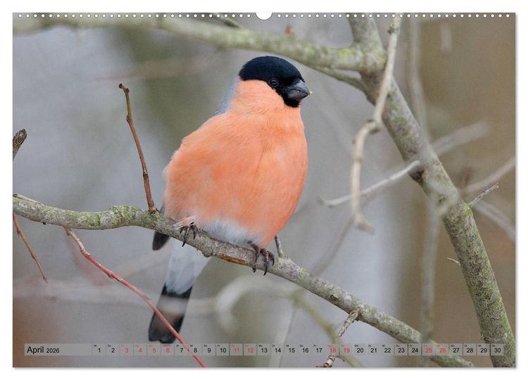 Produktbild: Steckbriefe einheimischer V&ouml;gel (hochwertiger Premium Wandkalender 2026 DIN A2 quer), Kunstdruck in Hochglanz