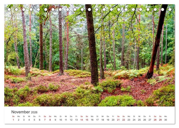 Produktbild: DEUTSCHLAND, S&auml;chsische Schweiz Nationalpark, M&auml;rchenwald (Tischkalender 2026 DIN A5 quer), CALVENDO Monatskalender