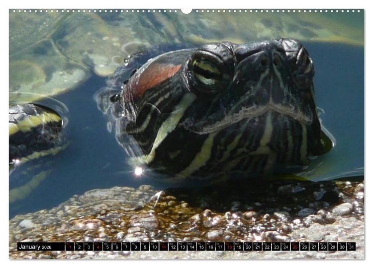 Produktbild: Turtles and Tortoises - Armored pacifists (High Quality Premium Wall Calendar 2026 DIN A2 landscape),CALVENDO 12 Month Wall Calendar