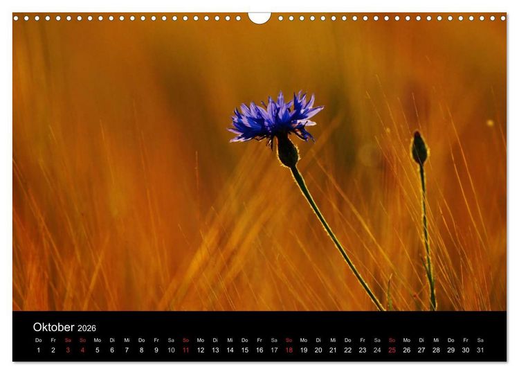 Produktbild: Wilde Bl&uuml;ten-Tr&auml;ume (Wandkalender 2026 DIN A3 quer), CALVENDO Monatskalender